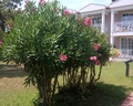 Asteria Family Resort Side