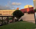 Best Jacaranda