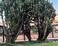 Best Jacaranda