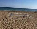 Seashell Vega