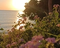 Coral Beach & Resort