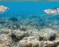 Hilton Marsa Alam Nubian Resort