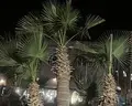 Shams Alam Beach Resort