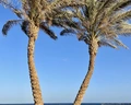 El Malikia Resort Abu Dabbab