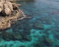 Chrysomare