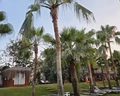 Terrace Elite Resort
