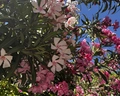 Crystal Flora Beach Resort