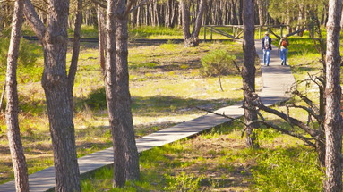 Alegria El Cortijo