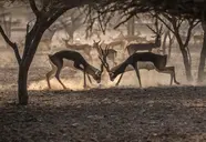 Anantara Al Sahel Villa Resort