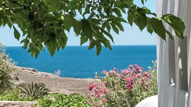 Anema