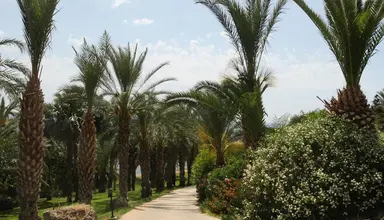 Ascos Coral Beach