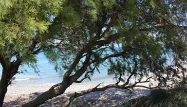Asterias Bay
