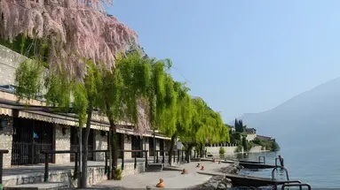Astor (Limone )