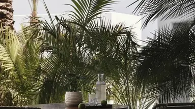 Aya Resort