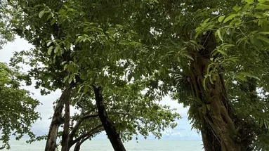 Baan Krating Khao Lak Resort