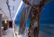 Bahia del Sol