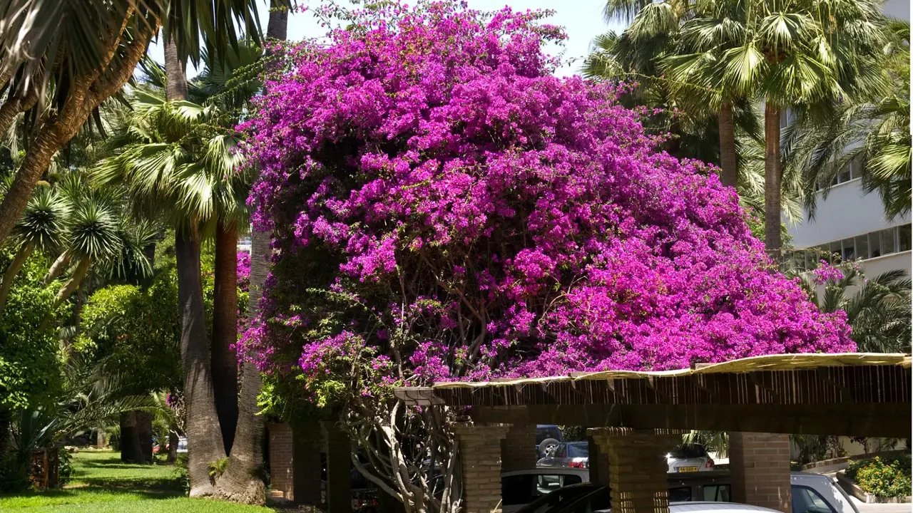 Bajondillo