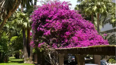 Bajondillo