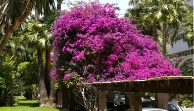 Bajondillo