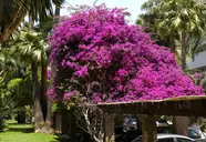 Bajondillo
