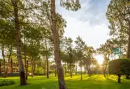 Balmy Foresta