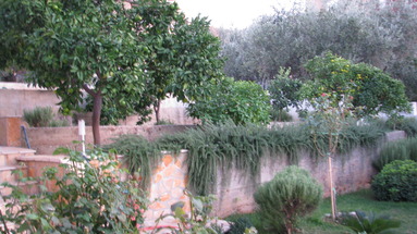 Bareta
