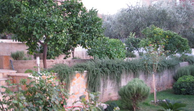 Bareta