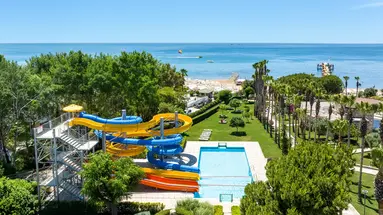 Barut Arum