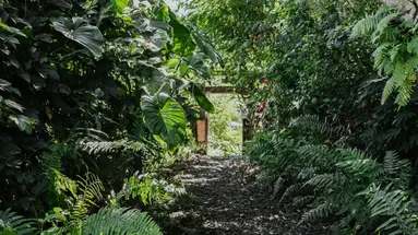 Buahan - a Banyan Tree Escape
