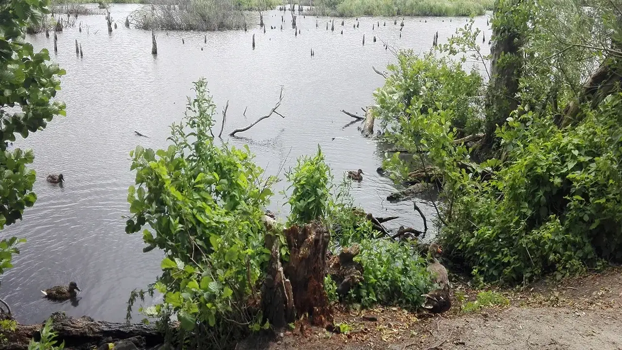 Bukowina