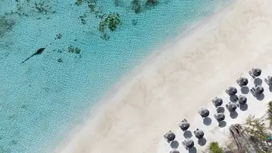 C Mauritius Palmar