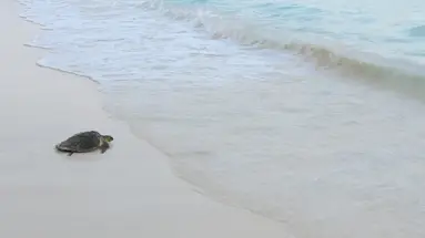 Coco Palm Dhuni Kolhu