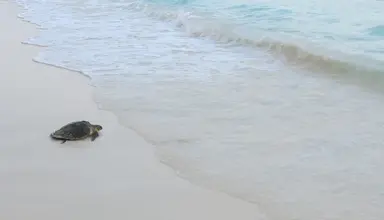 Coco Palm Dhuni Kolhu