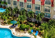 Coco Palm