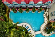 Coco Palm