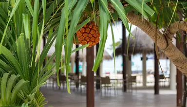 Cocoon Maldives