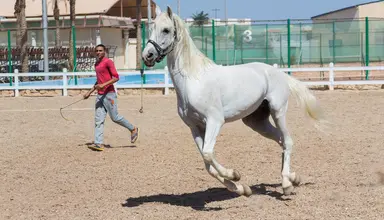 Concorde El Salam Sport