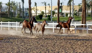 Concorde El Salam Sport