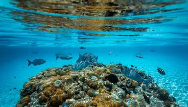 Dhigufaru Island Resort