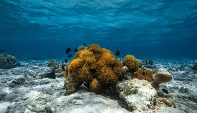 Dhigufaru Island Resort