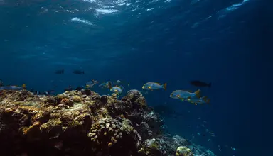 Dhigufaru Island Resort