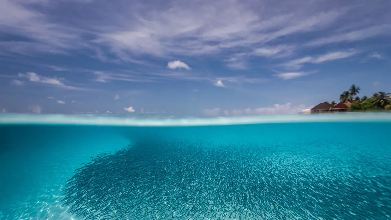Dhigufaru Island Resort