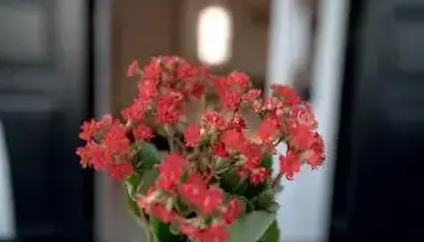Divelia