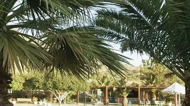 Elounda Palm