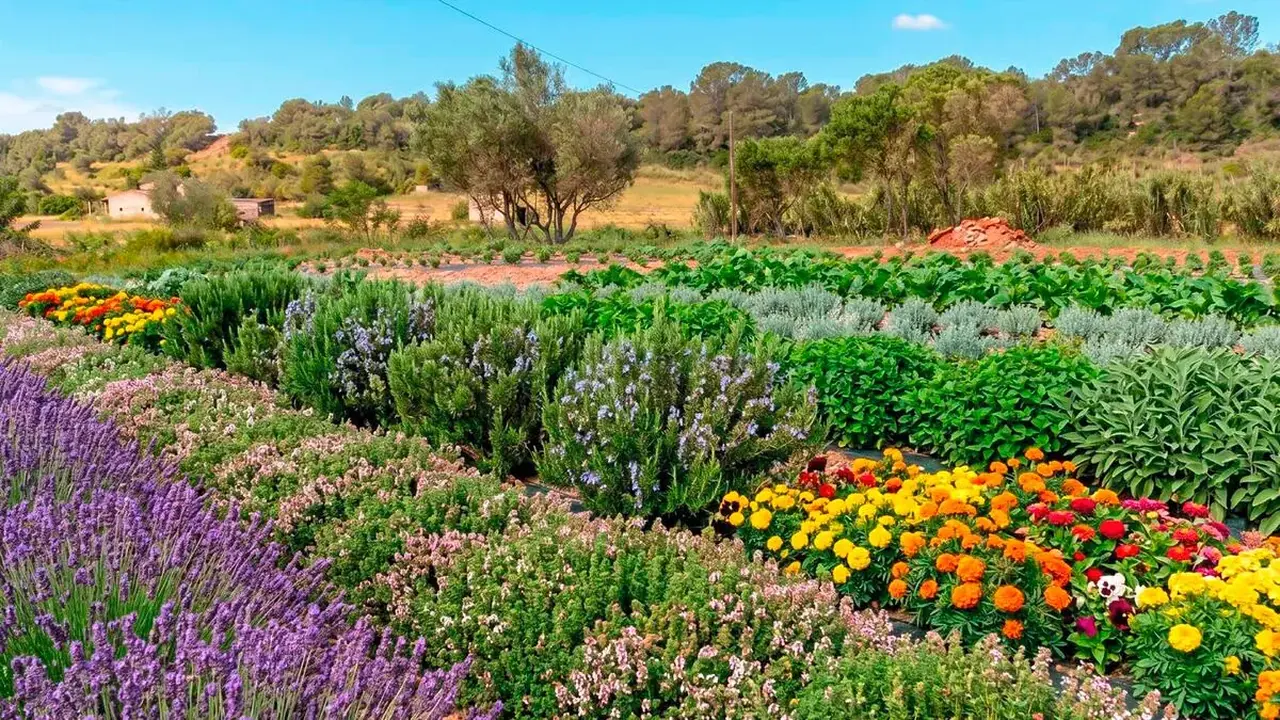 Finca Agroturismo Es Mayolet