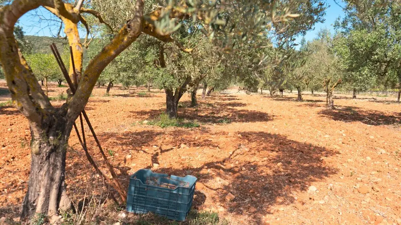 Finca Agroturismo Es Mayolet
