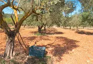 Finca Agroturismo Es Mayolet