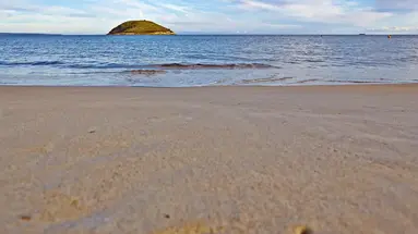 Flamboyan Caribe