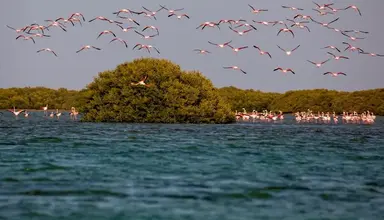 Flamingo Beach Resort