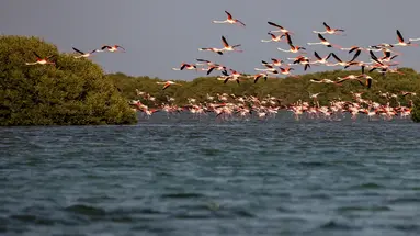 Flamingo Beach Resort